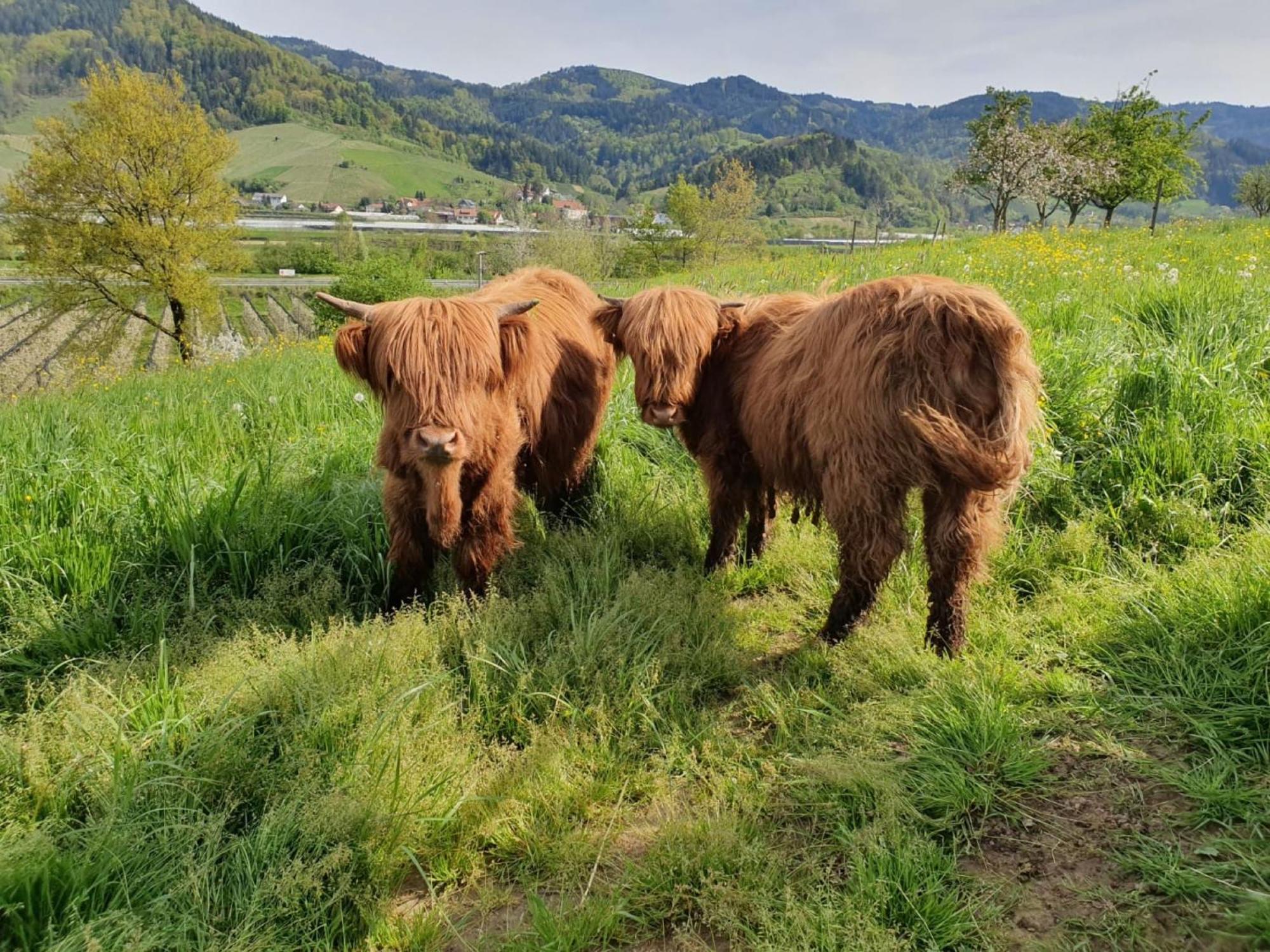 Ferienhof Vordere Alm Oberkirch  Eksteriør bilde